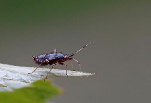 Réf. 239 782 : Deraeocoris ruber